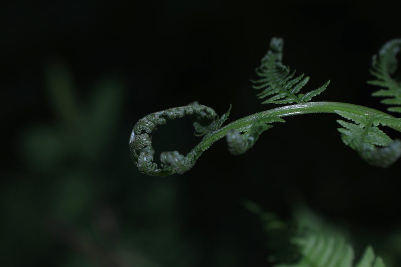 Athyrium filix-femina, photographed by Нурхайдарова Татьяна