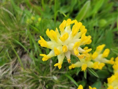 Anthyllis vulneraria, photographed by Elias