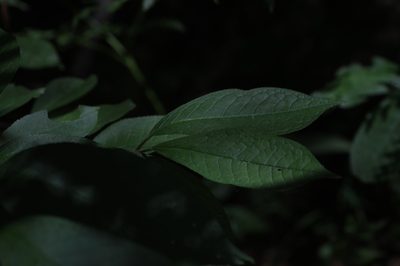 Prunus padus, photographed by Нурхайдарова Татьяна