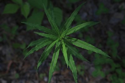 Epilobium angustifolium