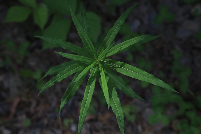 Epilobium angustifolium, photographed by Нурхайдарова Татьяна