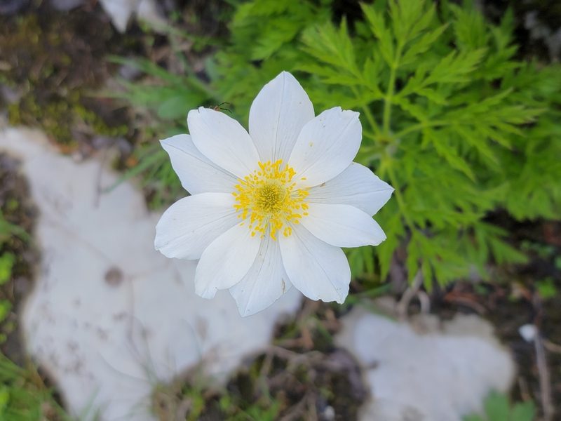 Pulsatilla alpina, photographed by Elias