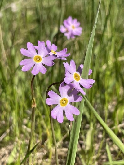 Primula nutans, photographed by abogomazova
