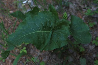 Rumex confertus, photographed by Нурхайдарова Татьяна
