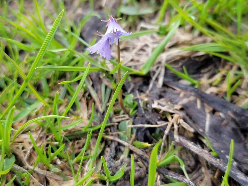 Soldanella alpina, photographed by Elias