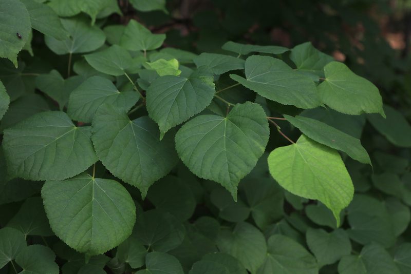 Tilia cordata, photographed by Нурхайдарова Татьяна
