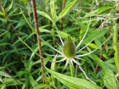 Dipsacus fullonum, photographed by Nicholas Stockmaster