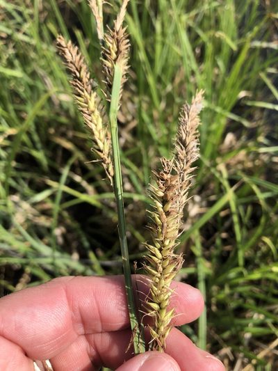 Carex hyalinolepis, photographed by Sam Kieschnick