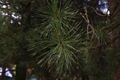 Pinus sibirica, photographed by Нурхайдарова Татьяна