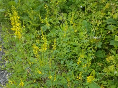 Melilotus officinalis, photographed by Nash Turley
