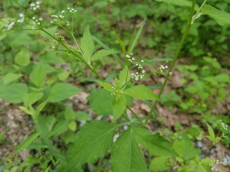 Cryptotaenia canadensis, photographed by Nash Turley