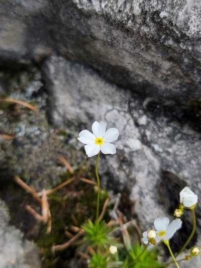 Androsace lactea, photographed by Elias