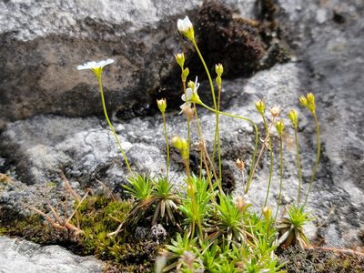 Androsace lactea, photographed by Elias