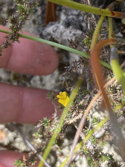Aspalathus cordicarpa, photographed by Christina