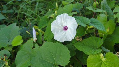 Ipomoea pandurata