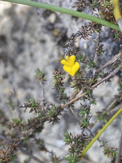 Aspalathus cordicarpa, photographed by Christina