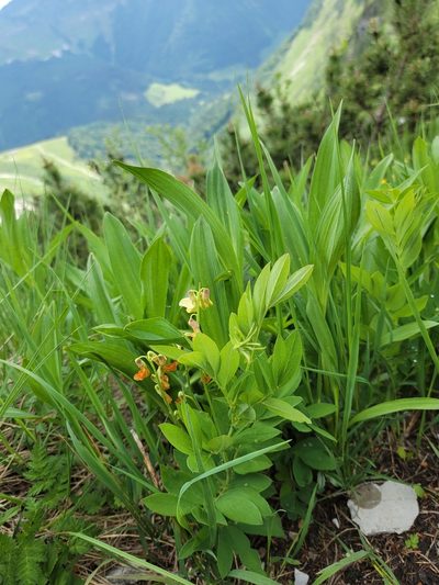 Lathyrus laevigatus, photographed by Elias