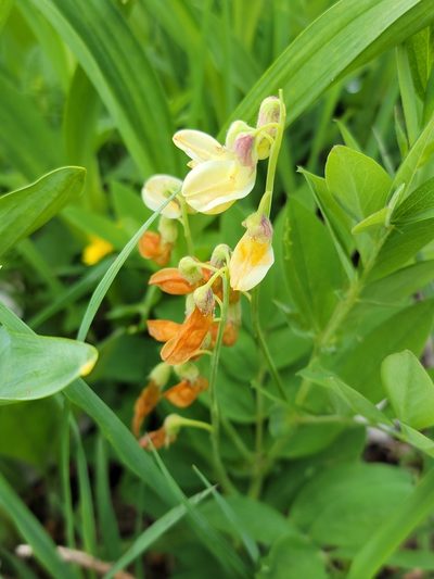 Lathyrus laevigatus, photographed by Elias