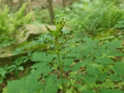 Actaea pachypoda, photographed by Nash Turley