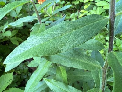 Asclepias tuberosa, photographed by Anne Parker