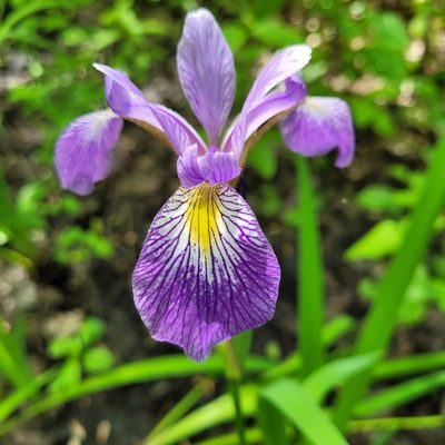 Iris versicolor, photographed by samuellegresley