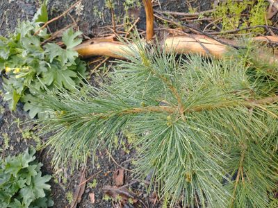 Pinus lambertiana, photographed by Drew Meyer