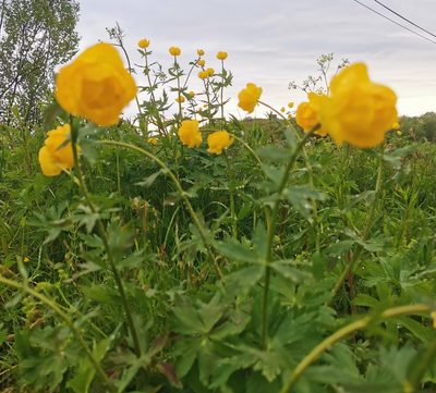 Trollius europaeus, photographed by Thor-Rune Hansen