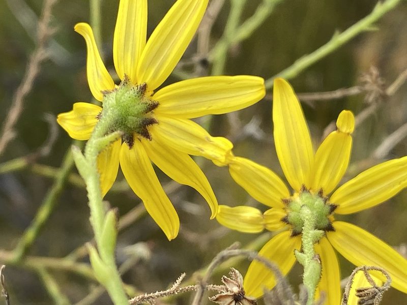 Osteospermum imbricatum, photographed by Christina