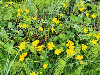 Caltha palustris, photographed by Thor-Rune Hansen