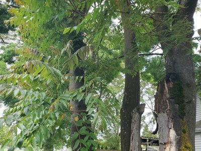 Ailanthus altissima, photographed by Corrina Chase