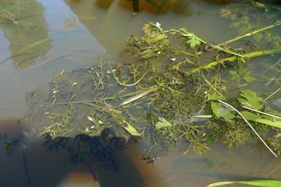 Cicuta virosa, photographed by aga_l_