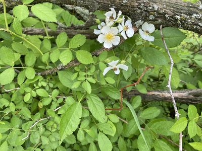 Rosa multiflora, photographed by Nic Tippery