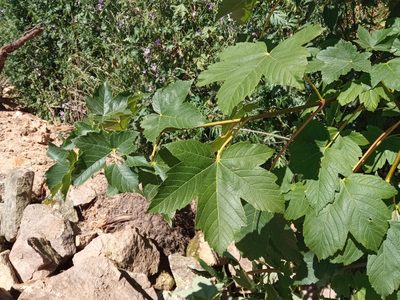 Acer pseudoplatanus, photographed by Josep Gesti