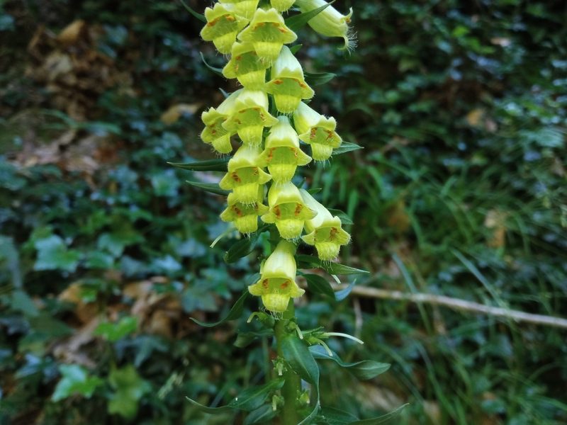 Digitalis lutea, photographed by Josep Gesti