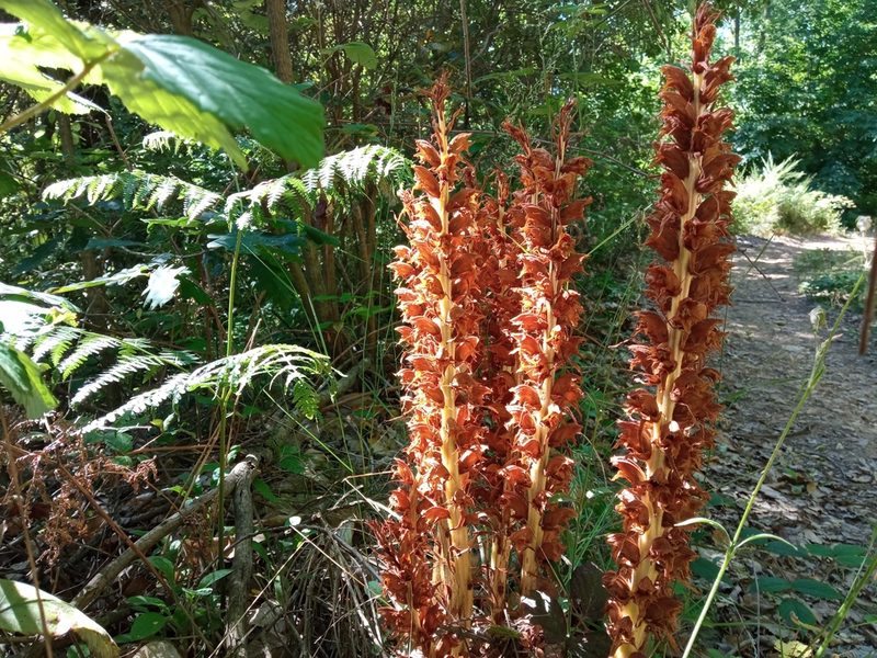Orobanche rapum-genistae, photographed by Josep Gesti