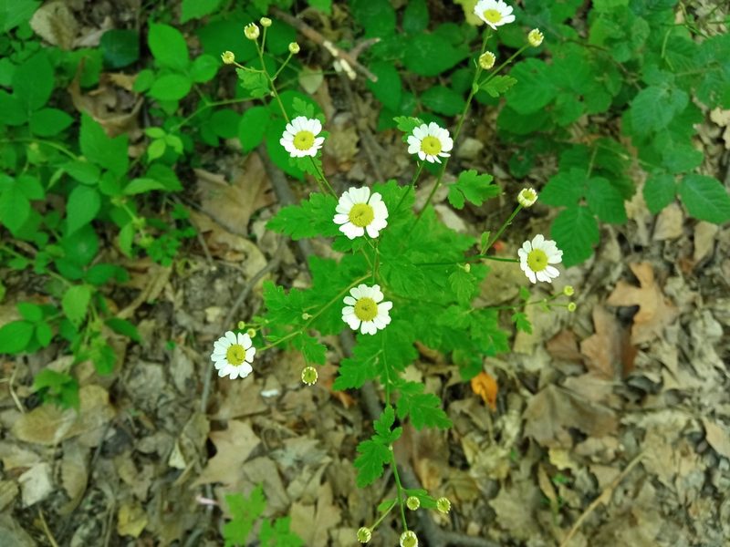 Tanacetum parthenium, photographed by Josep Gesti