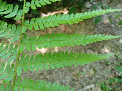 Dryopteris filix-mas, photographed by Josep Gesti