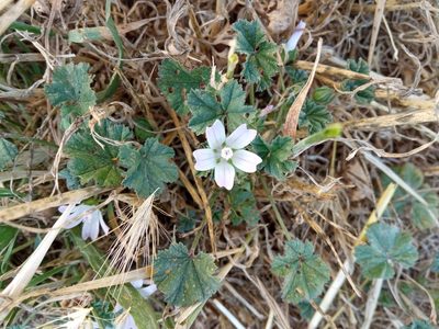 Malva neglecta, photographed by Josep Gesti