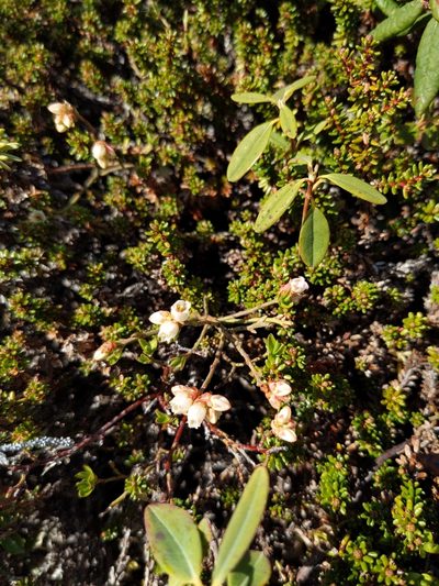 Vaccinium boreale, photographed by Tyler Smith