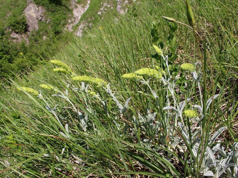 Sideritis euxina, photographed by Юрий Данилевский (Yuriy Danilevsky)