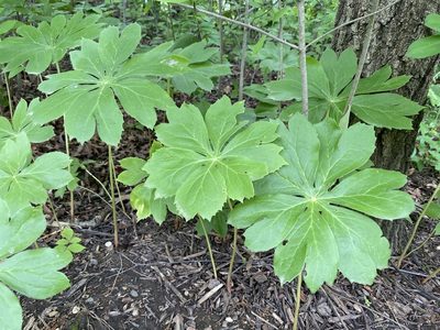 Podophyllum peltatum, photographed by Nic Tippery