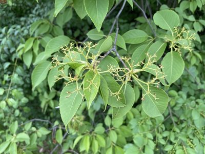 Viburnum lentago