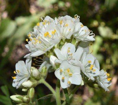 Polemonium foliosissimum, photographed by Don Loarie