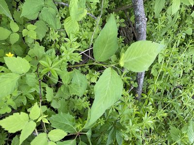 Persicaria virginiana