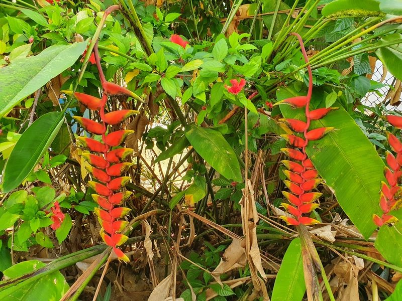 Heliconia rostrata, photographed by hecklemore