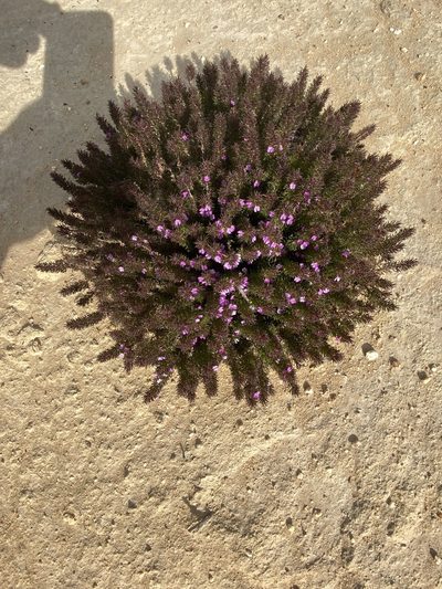 Muraltia ciliaris, photographed by Christina