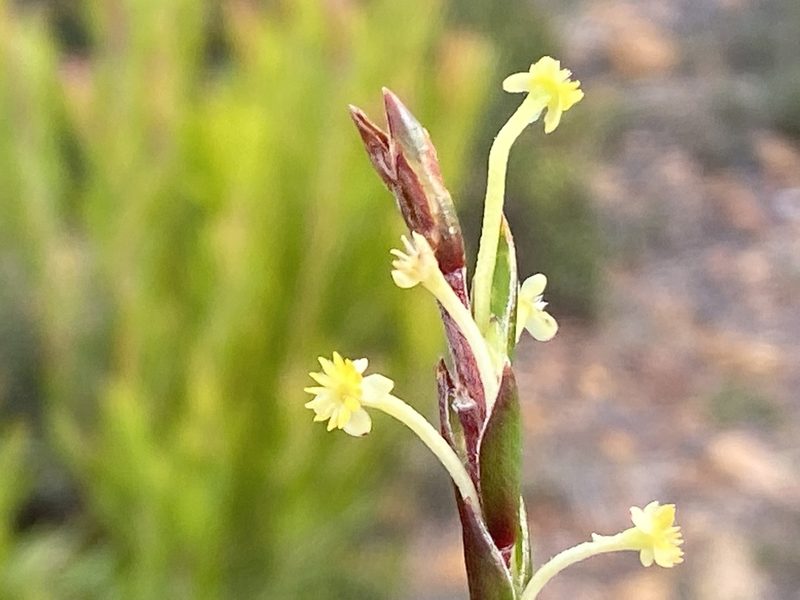 Struthiola ciliata, photographed by Christina