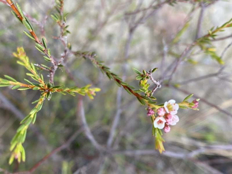 Diosma hirsuta, photographed by Christina