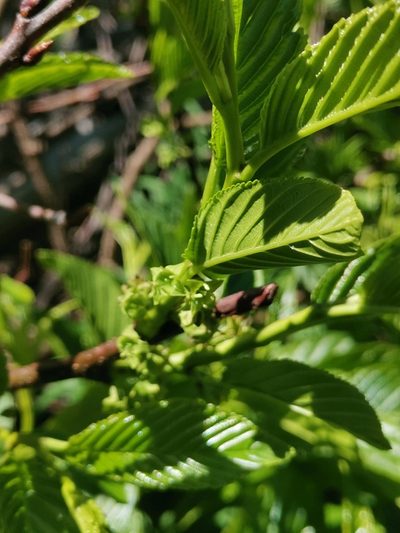 Rhamnus fallax, photographed by Ljaž