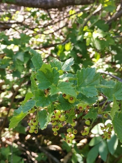 Ribes petraeum, photographed by Ljaž